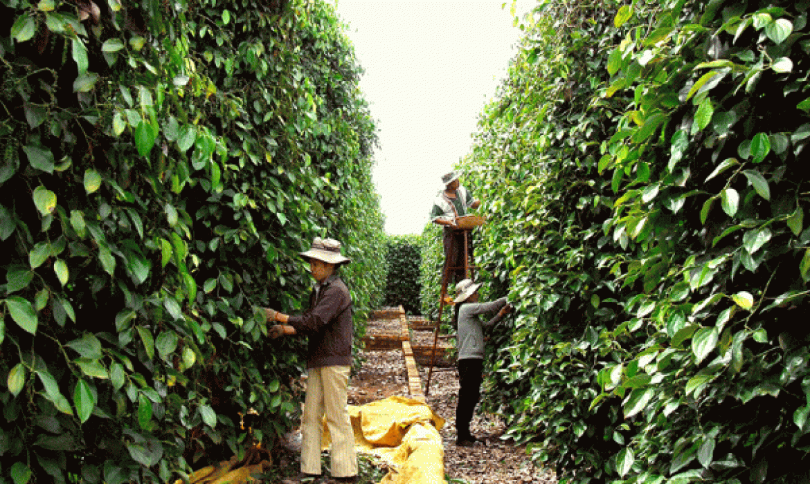 PEPPER OUTPUT TO REACH 200,000 TONNES THIS YEAR