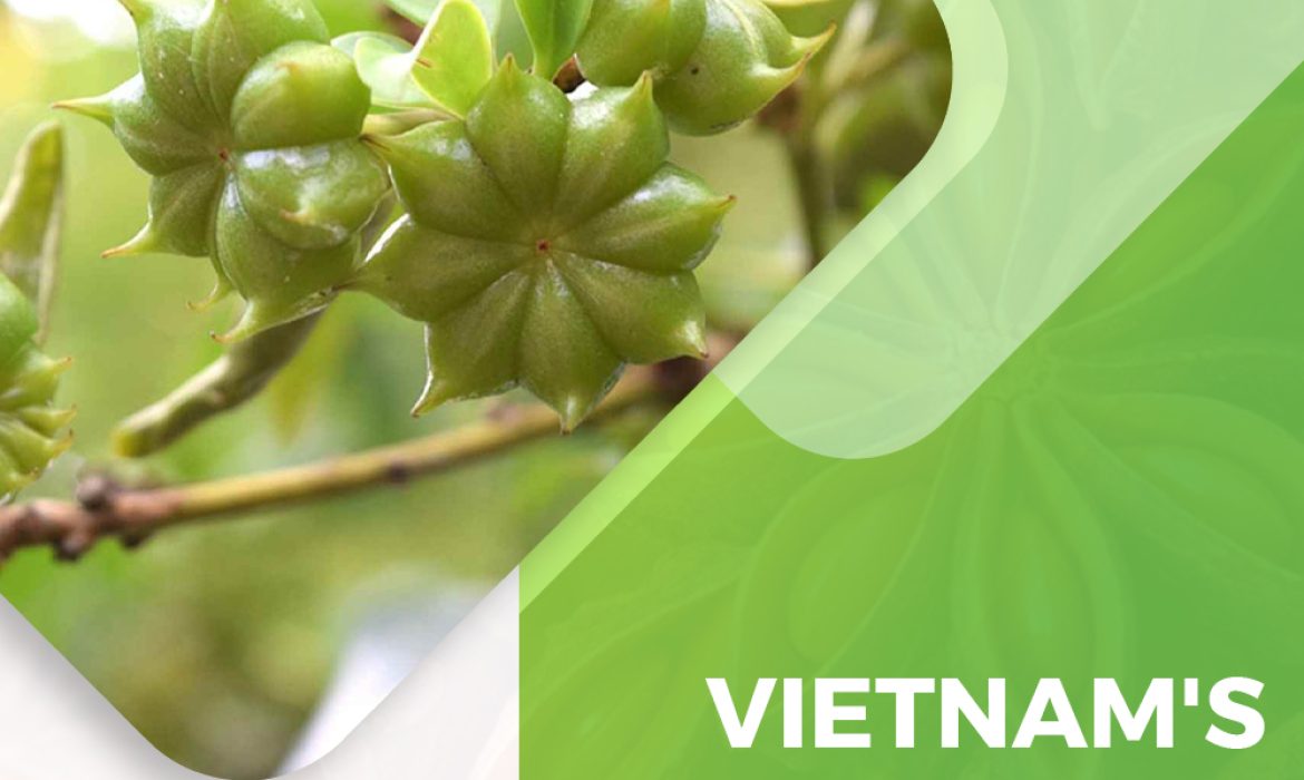 Vietnam’s Star Anise Export Analysis Report: A Valuable Economic Opportunity