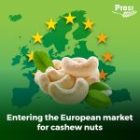 Entering the European market for cashew nuts