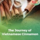 The Journey of Vietnamese Cinnamon: From Golden Forests to the Global Market