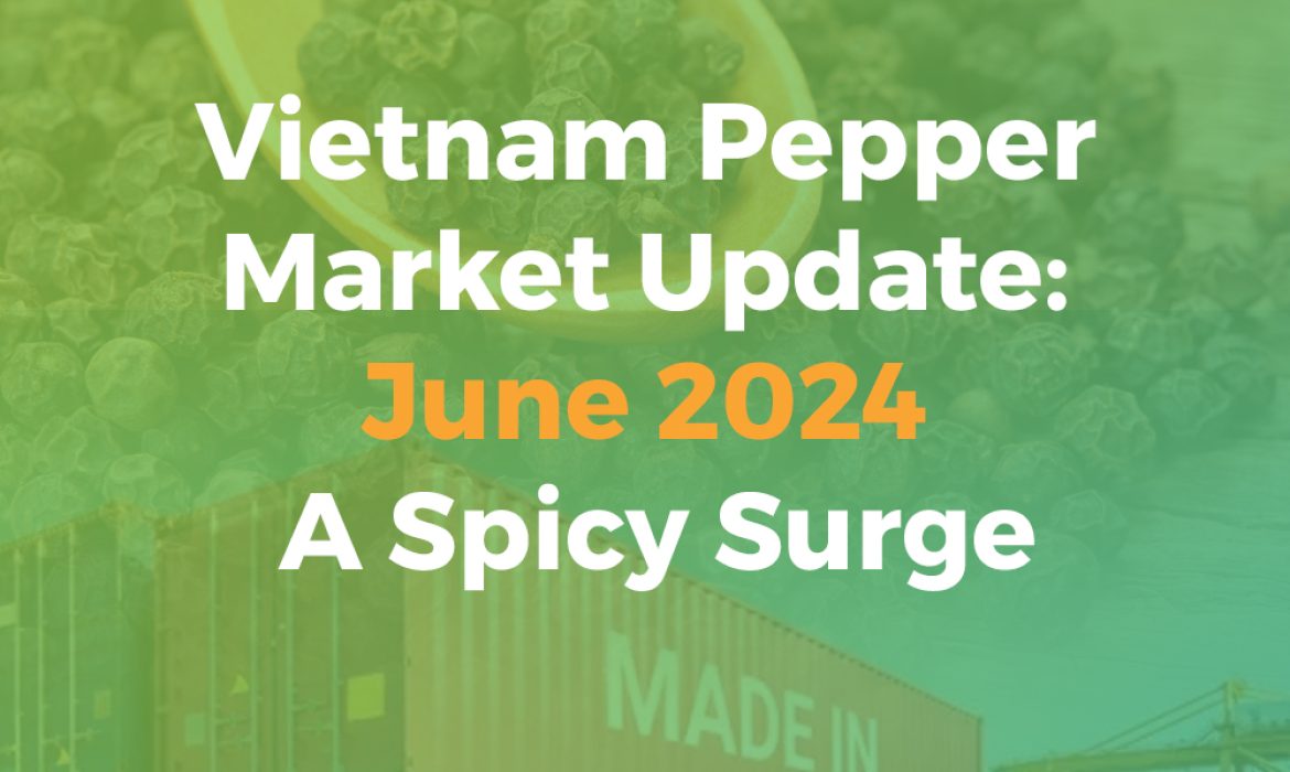 Vietnam Pepper Market Update: June 2024 – A Spicy Surge