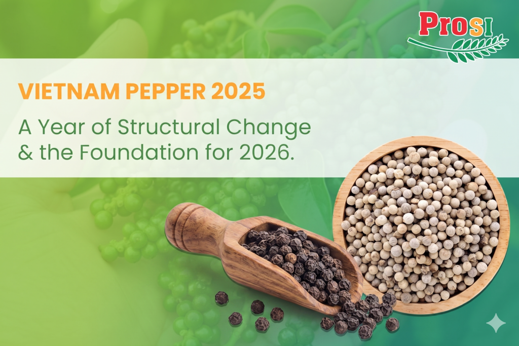 Vietnam Pepper 2025: A Year of Structural Change and the Foundation for 2026.