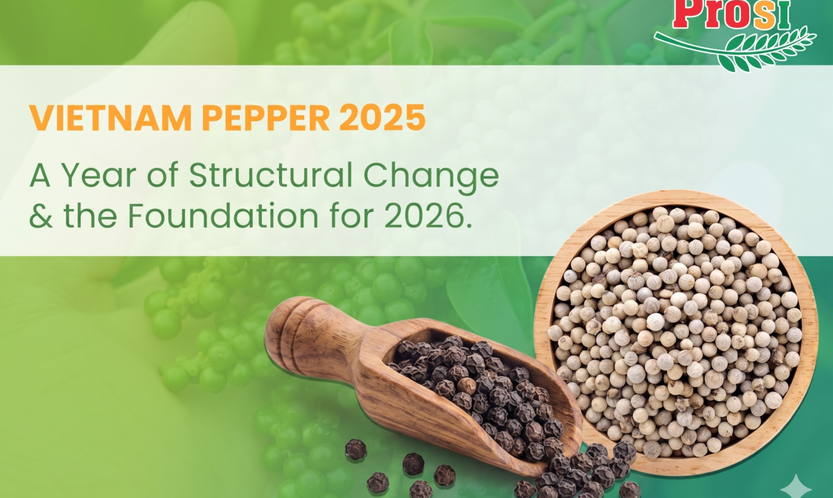 Vietnam Pepper 2025: A Year of Structural Change and the Foundation for 2026.