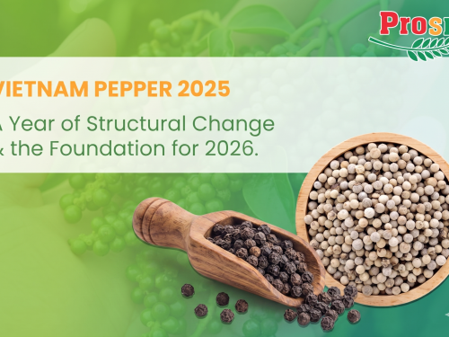 Vietnam Pepper 2025: A Year of Structural Change and the Foundation for 2026.
