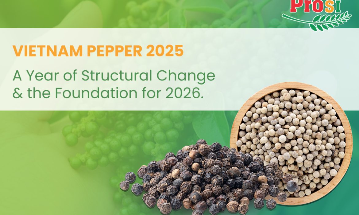 Vietnam Pepper 2025: A Year of Structural Change and the Foundation for 2026.