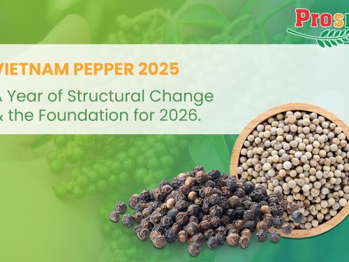 Vietnam Pepper 2025: A Year of Structural Change and the Foundation for 2026.